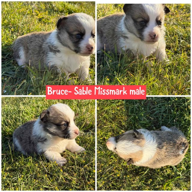 Pembroke Welsh Corgi Puppies media 8