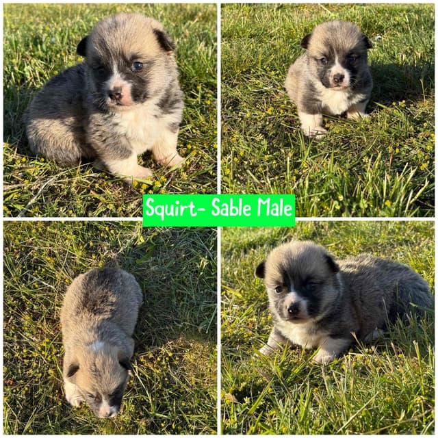 Pembroke Welsh Corgi Puppies media 9