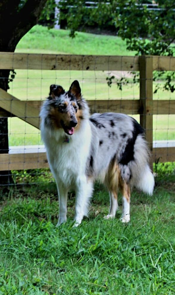 Collie Puppies breeder image 1