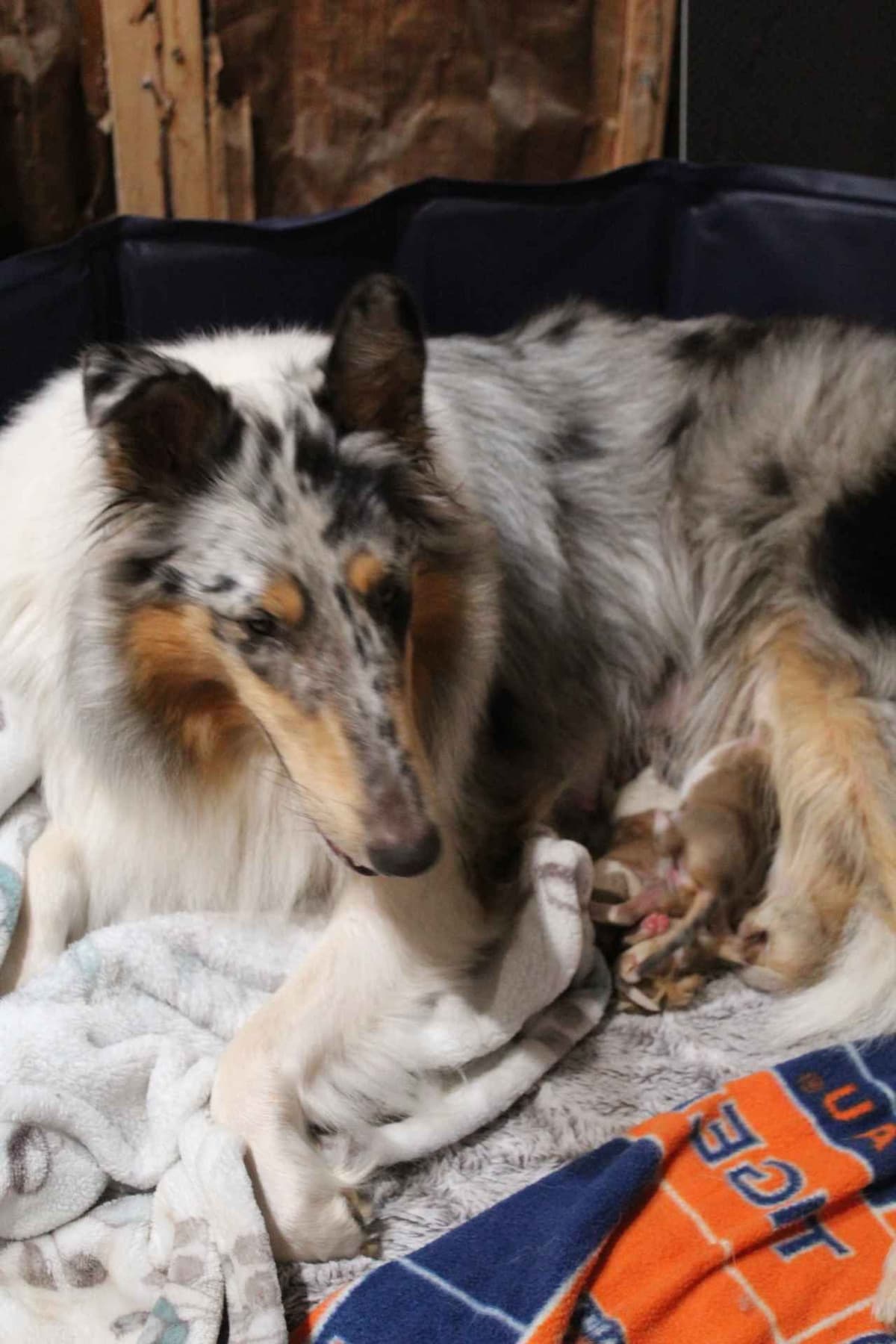 Collie Puppies breeder image 2