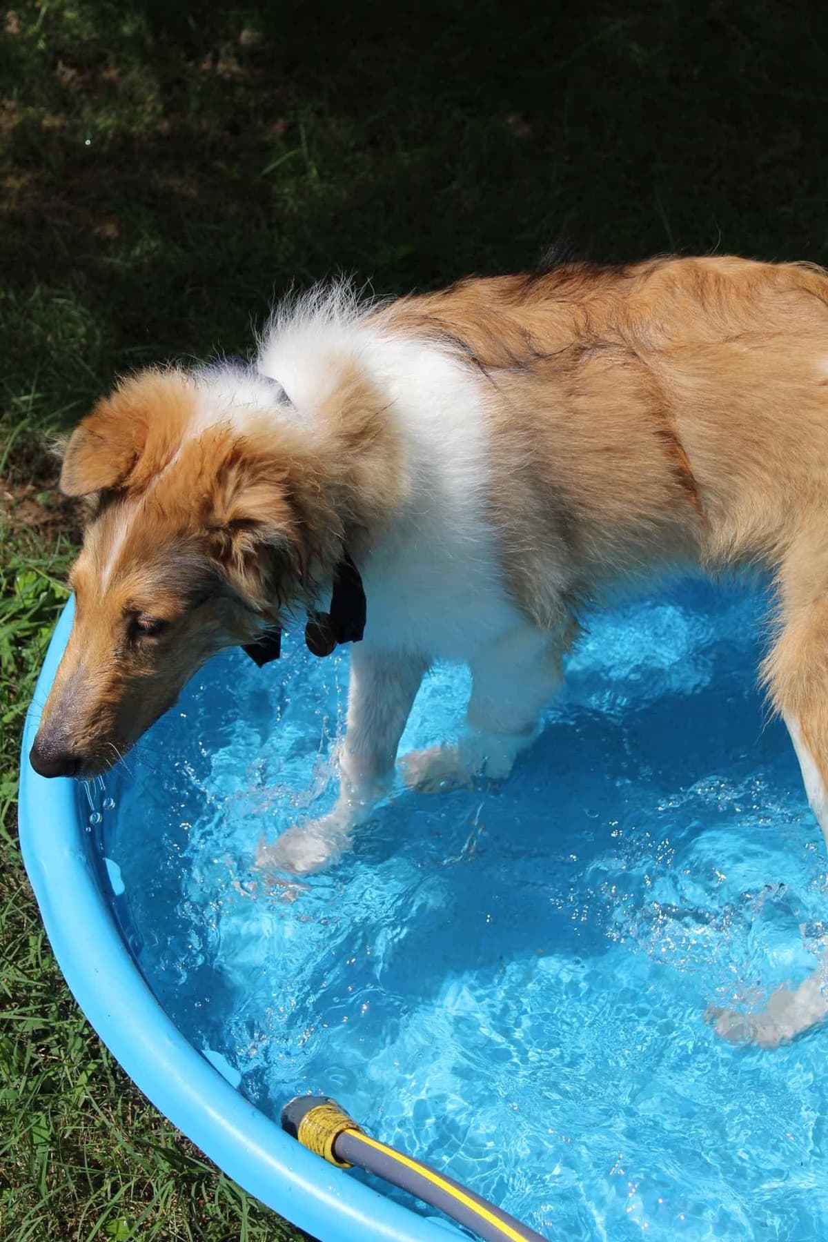 Collie Puppies breeder image 3