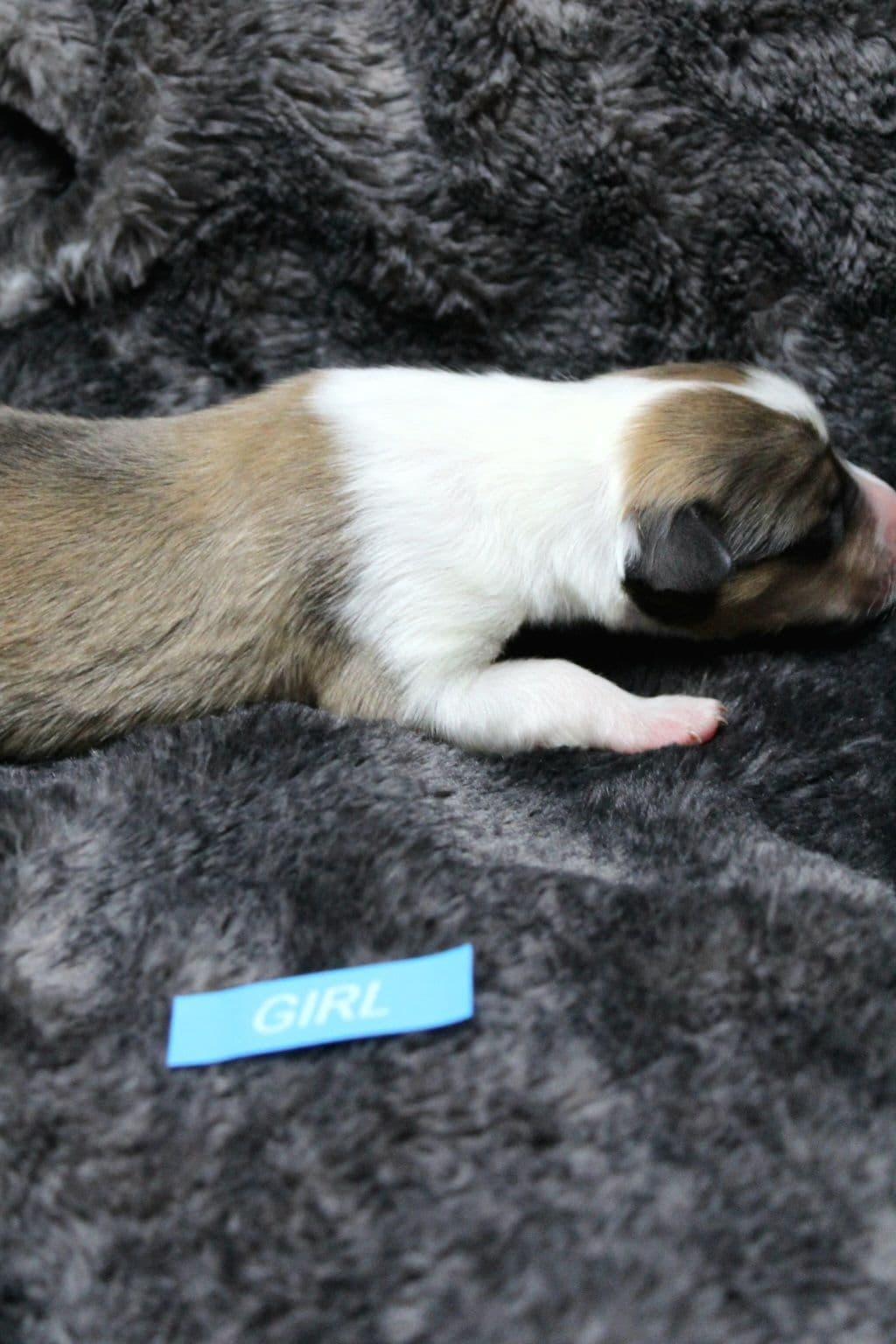 Collie Puppies breeder image 4