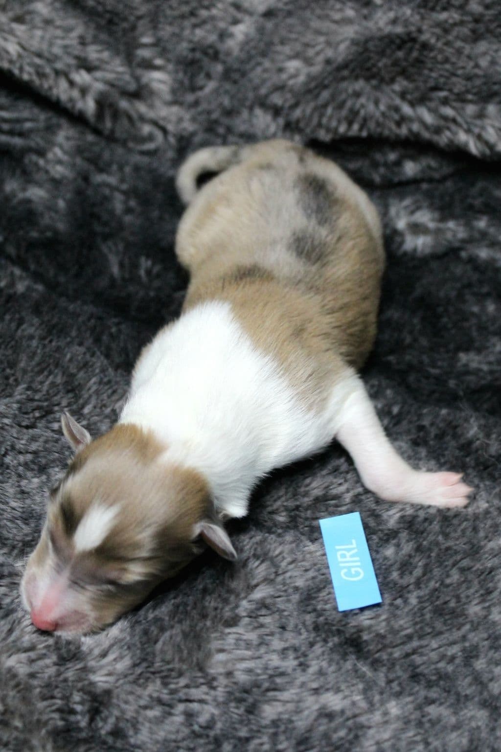 Collie Puppies breeder image 5