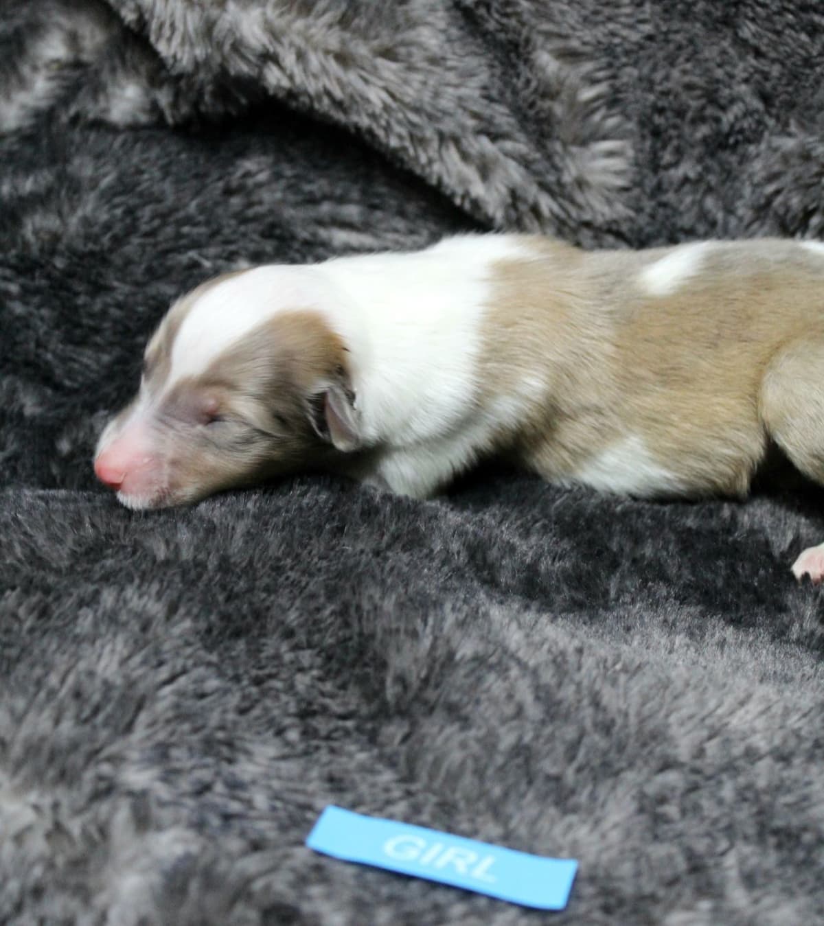 Collie Puppies breeder image 8