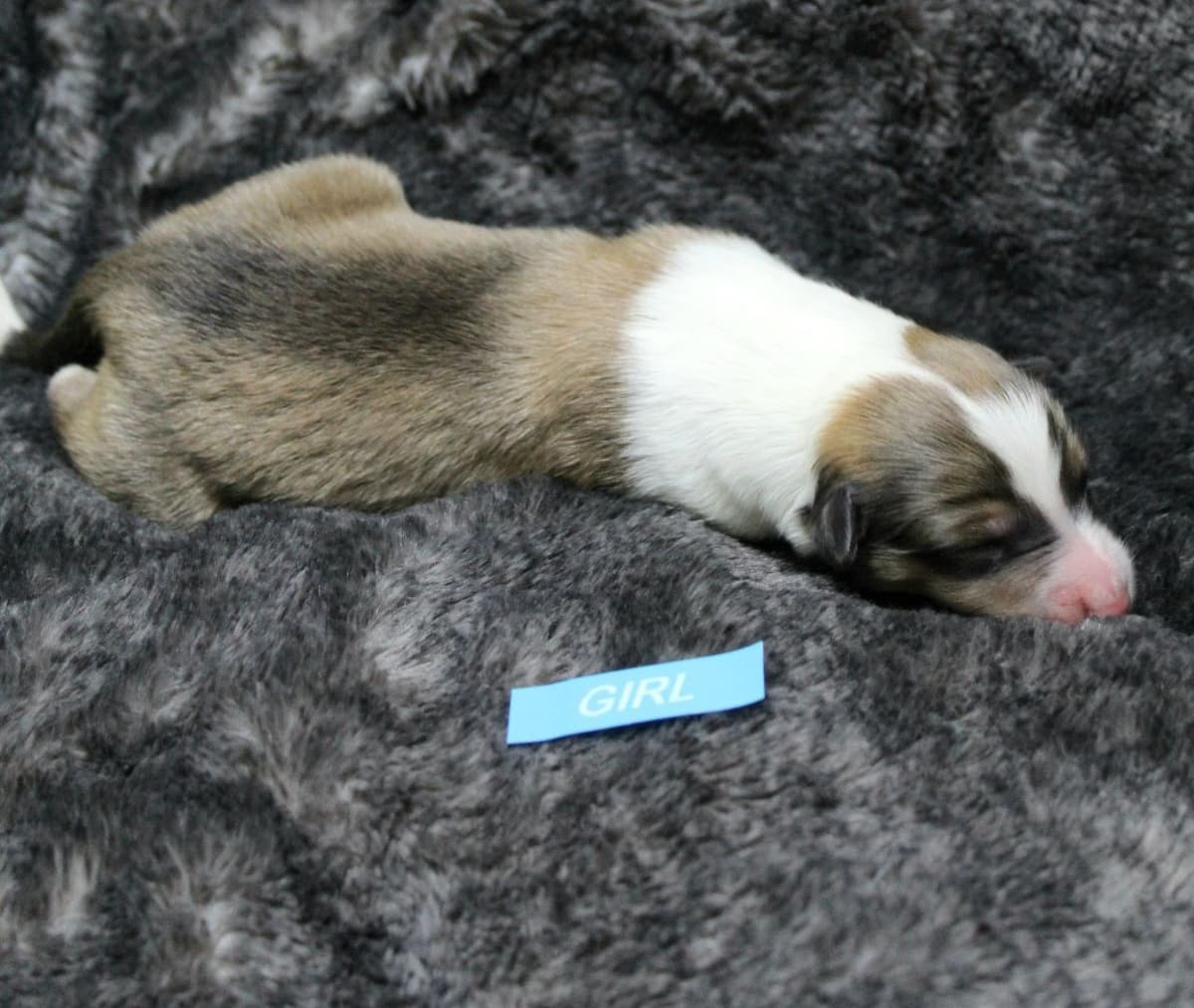 Collie Puppies breeder image 7