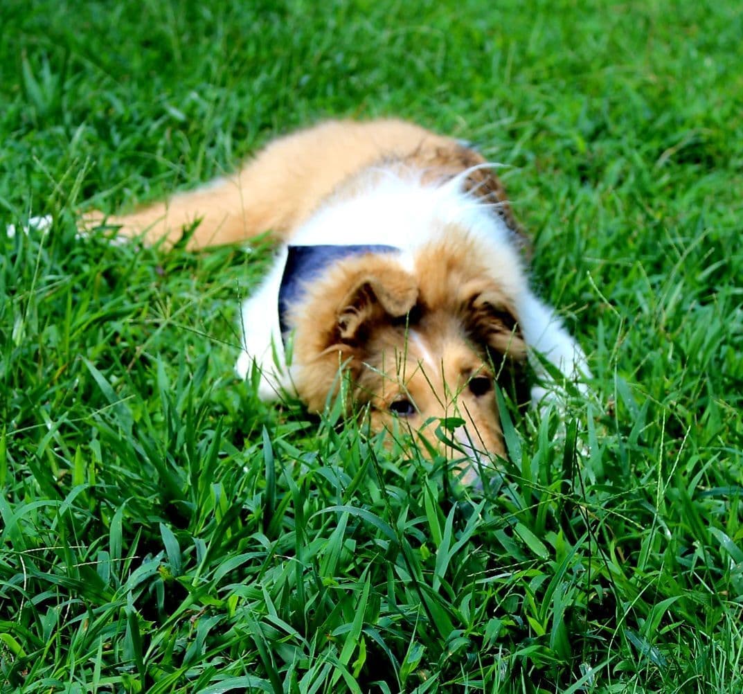 Collie Puppies breeder image 6