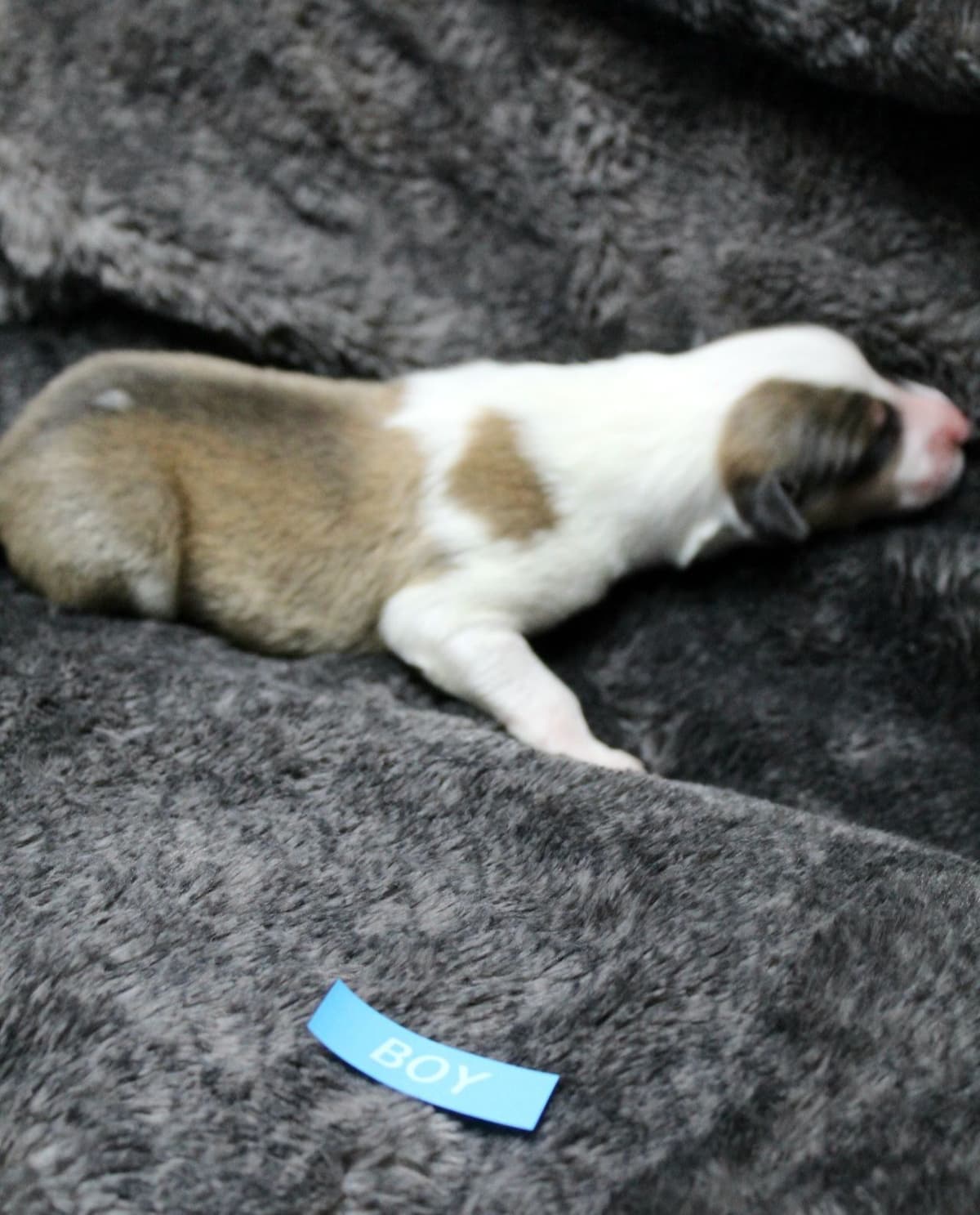 Collie Puppies breeder image 9