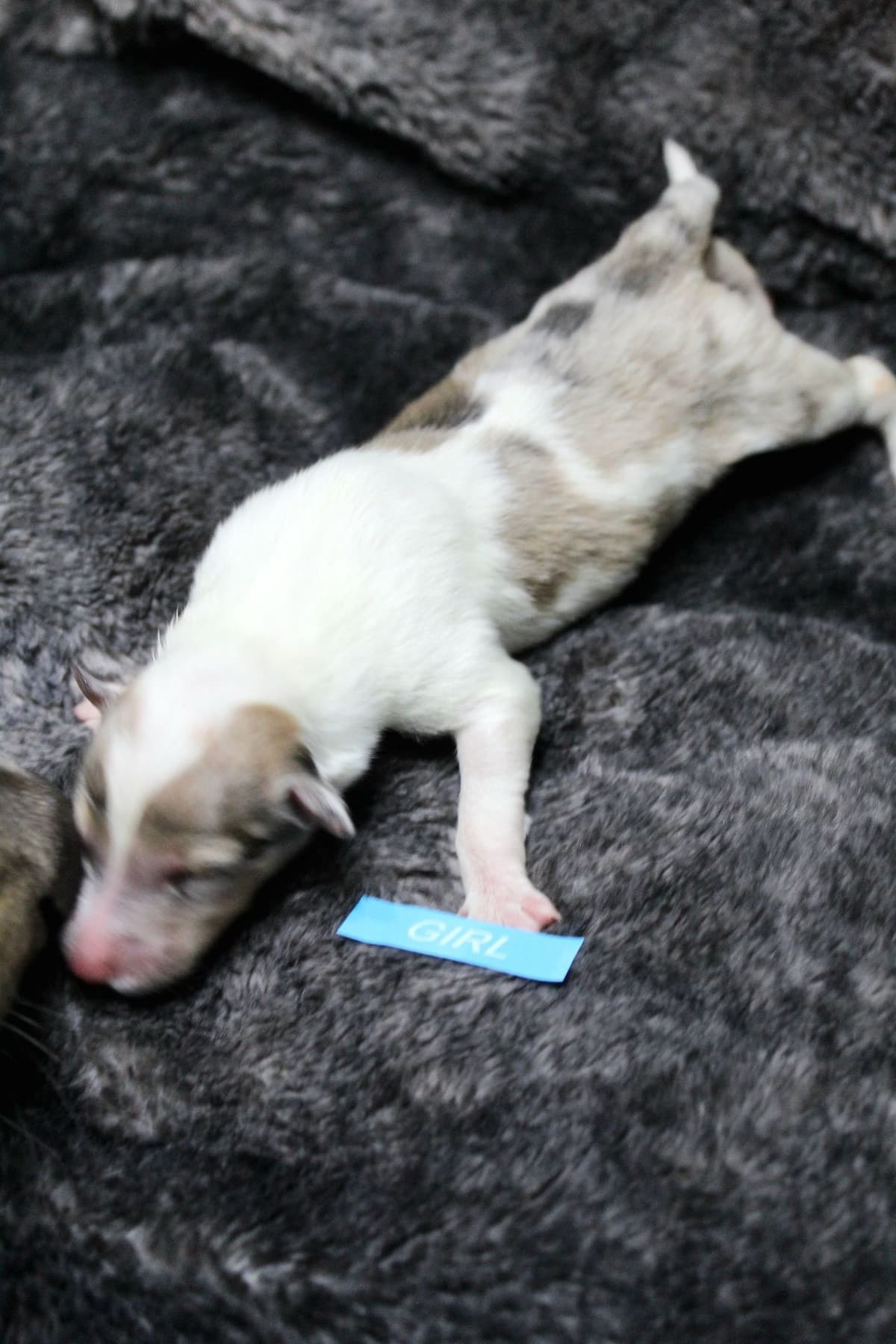 Collie Puppies breeder image 10