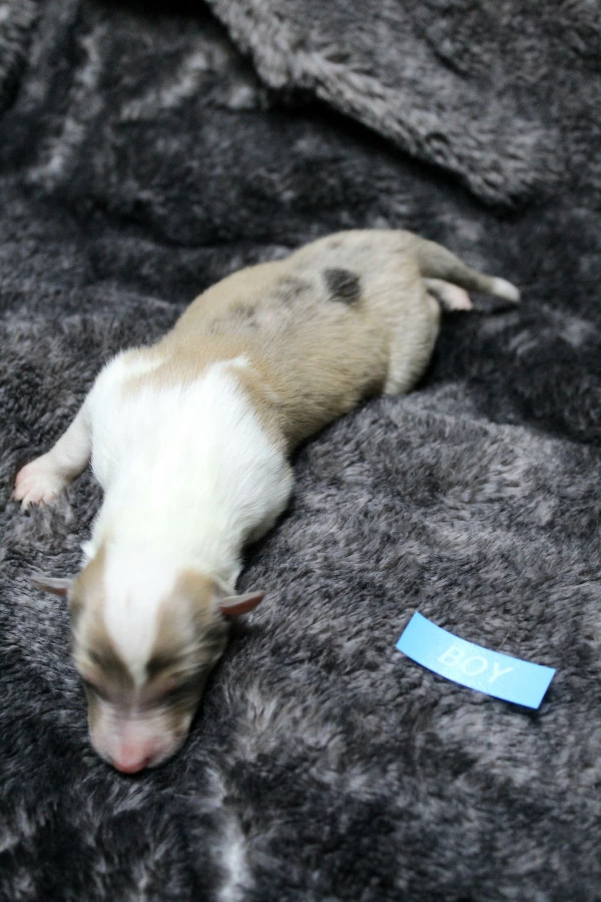 Collie Puppies breeder image 12