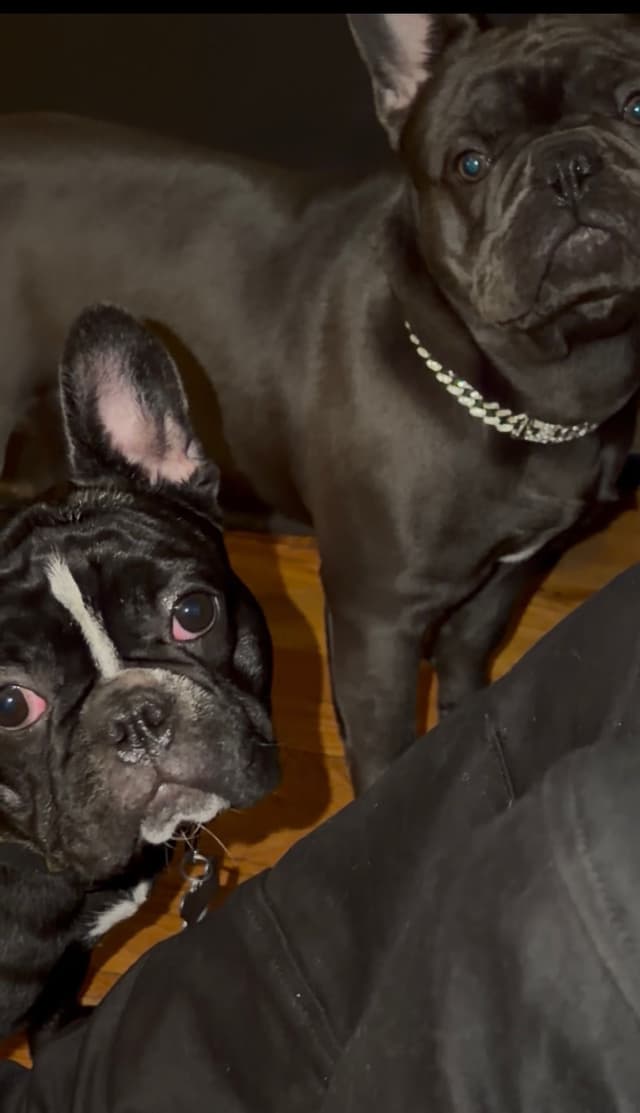 French Bulldog Puppies media 2