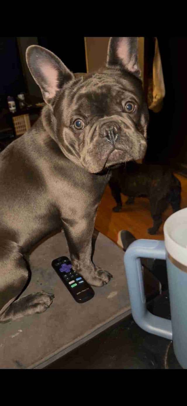 French Bulldog Puppies media 3