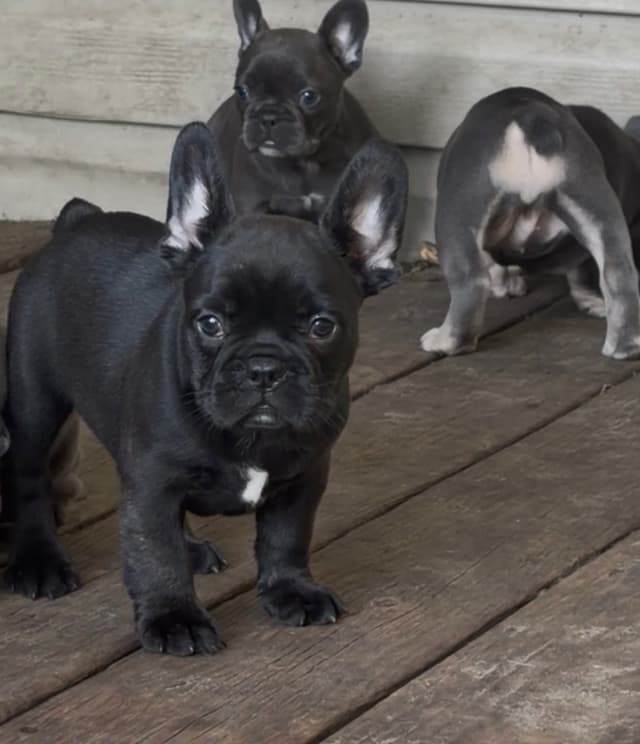 French Bulldog Puppies media 4