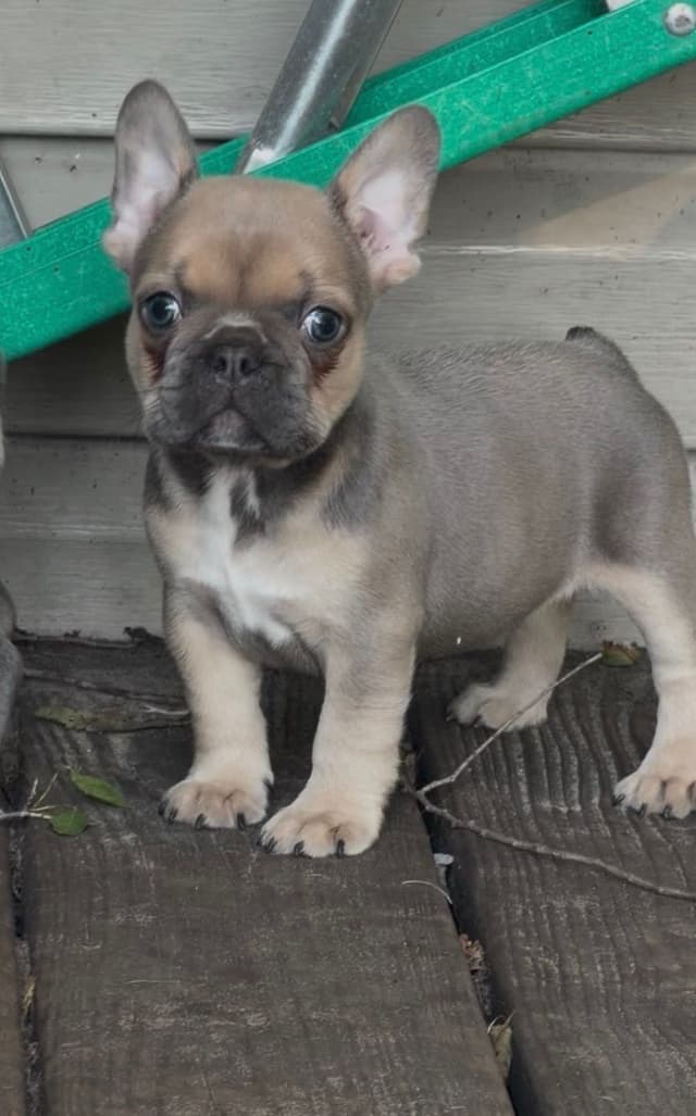 French Bulldog Puppies media 5