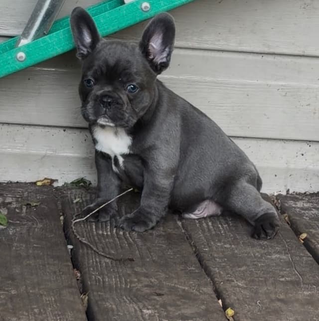 French Bulldog Puppies media 6