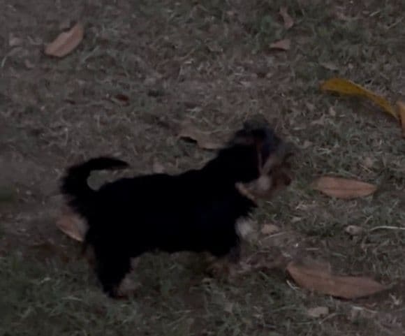 Yorkshire Terrier Puppies media 2
