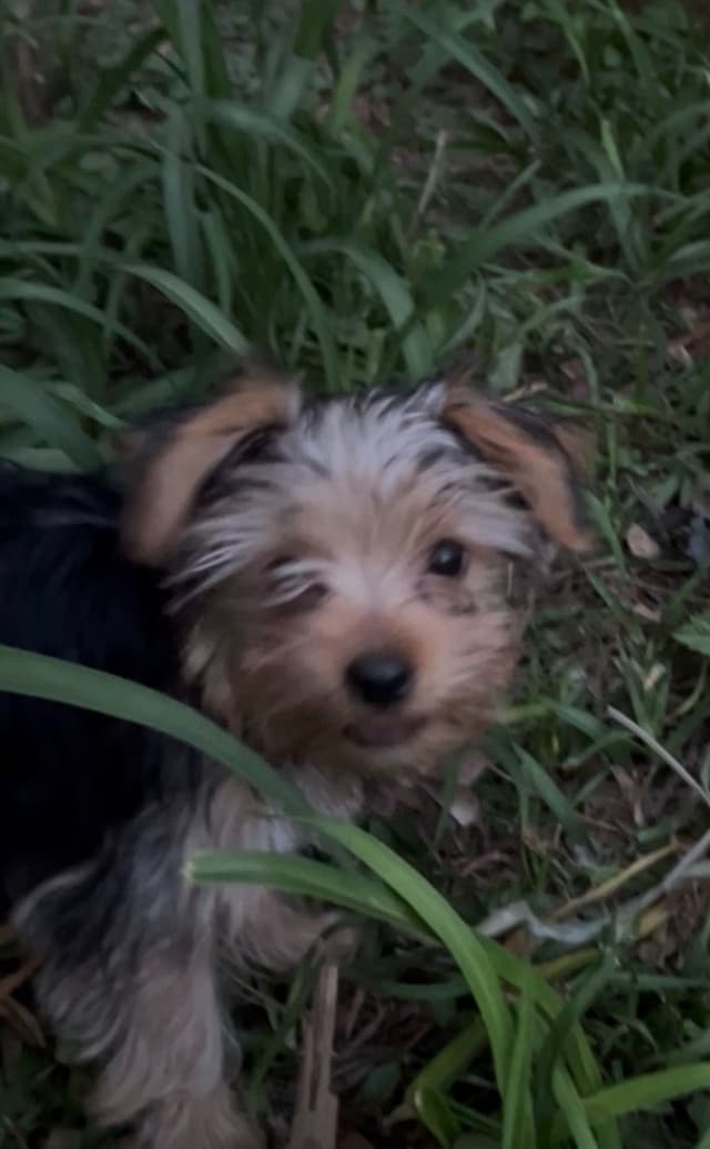 Yorkshire Terrier Puppies media 3