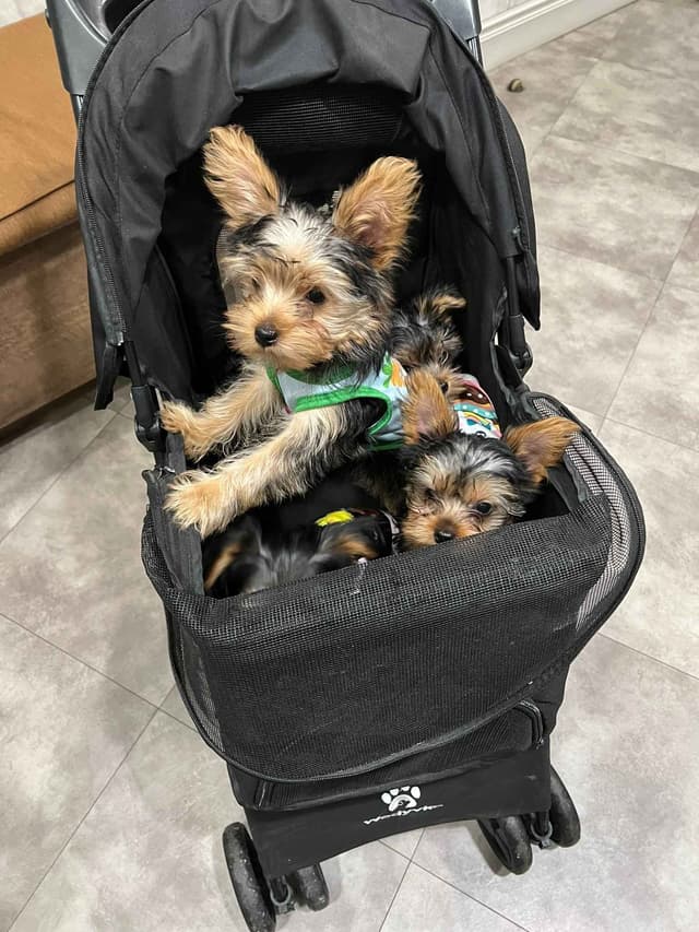 Yorkshire Terrier Puppies media 4