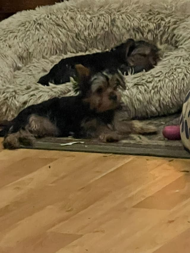 Yorkshire Terrier Puppies media 5