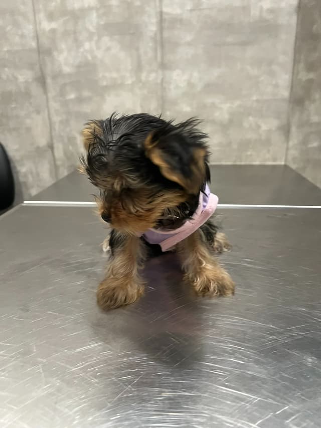 Yorkshire Terrier Puppies media 6
