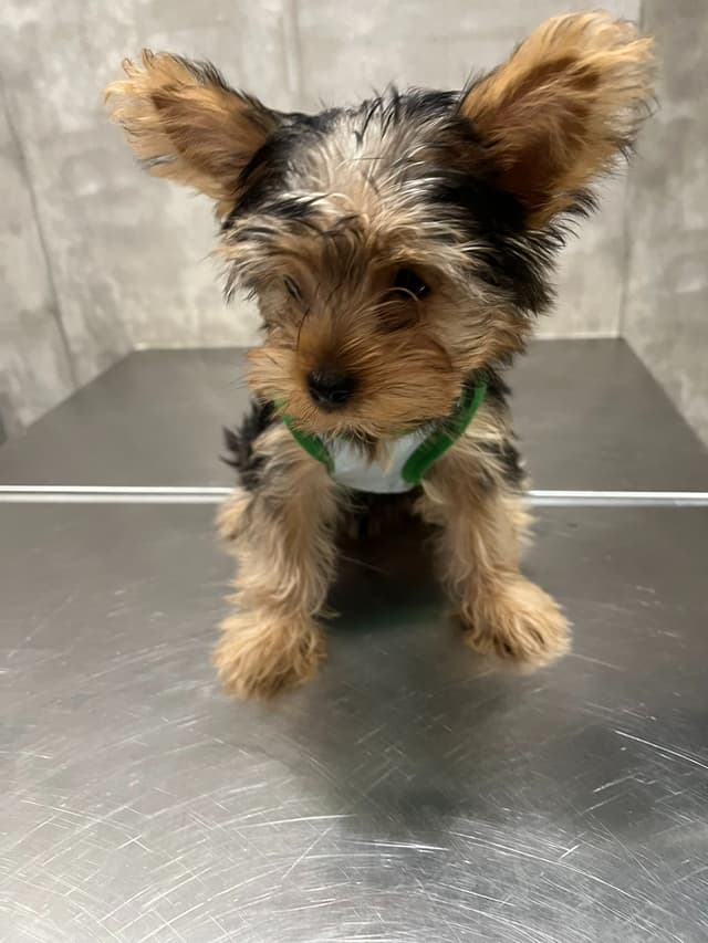 Yorkshire Terrier Puppies media 7
