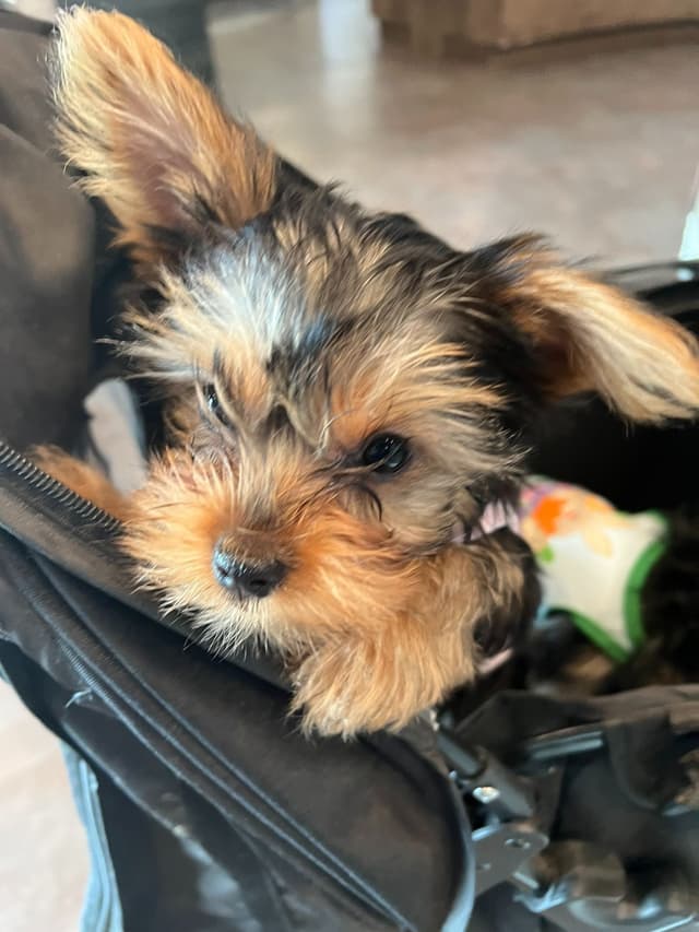 Yorkshire Terrier Puppies media 8