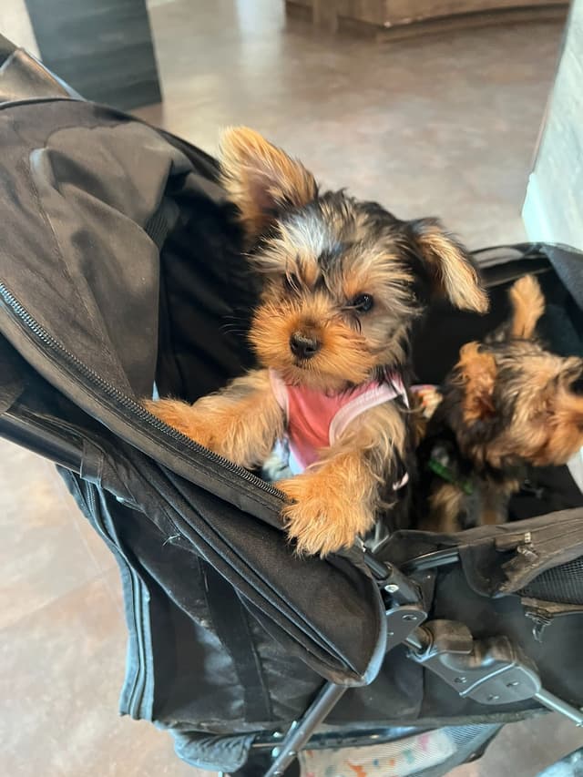 Yorkshire Terrier Puppies media 9