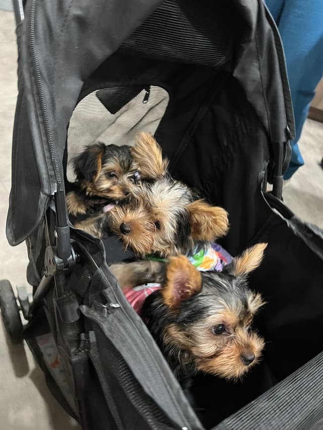 Yorkshire Terrier Puppies media 10