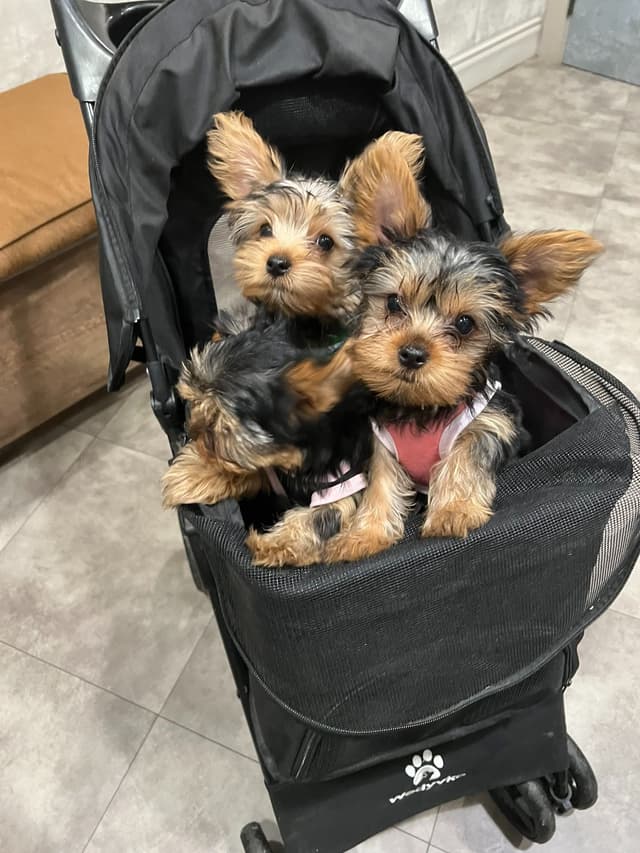 Yorkshire Terrier Puppies media 11