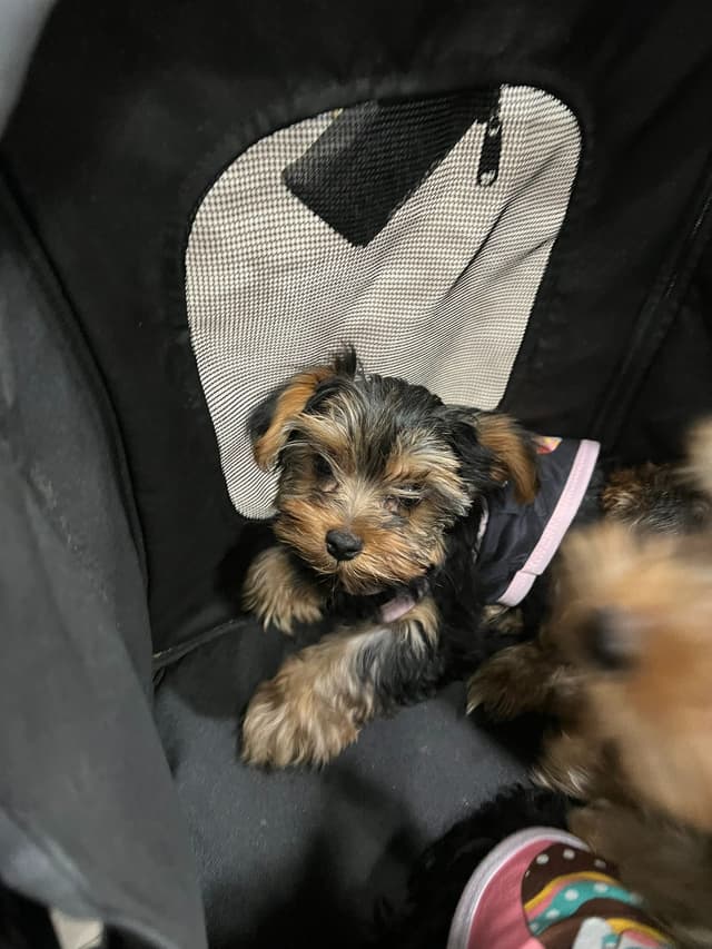 Yorkshire Terrier Puppies media 12