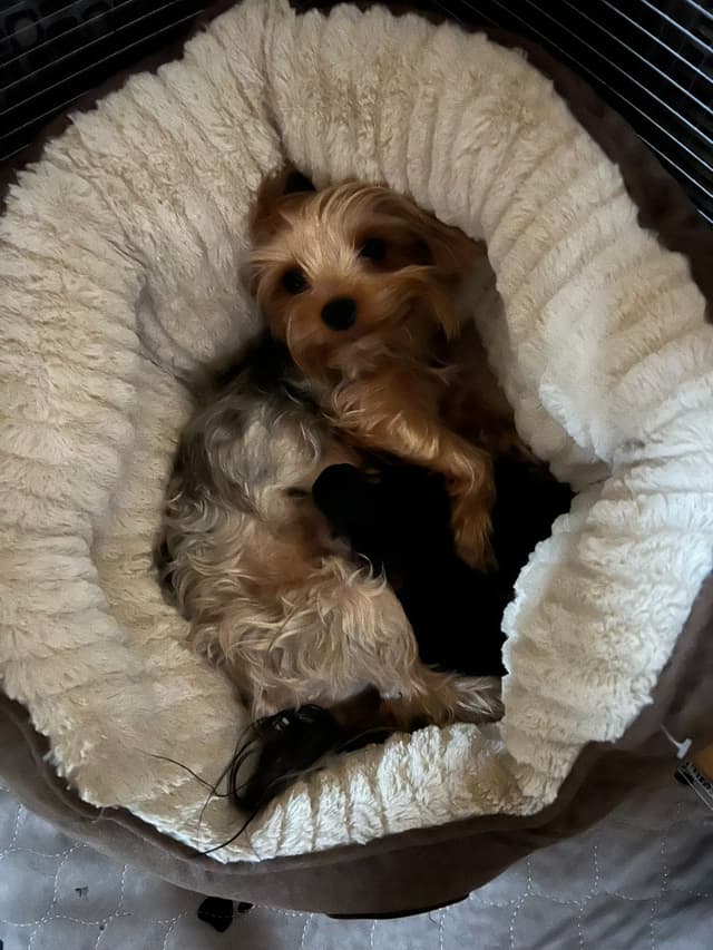 Yorkshire Terrier Puppies media 13