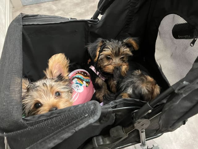 Yorkshire Terrier Puppies media 14