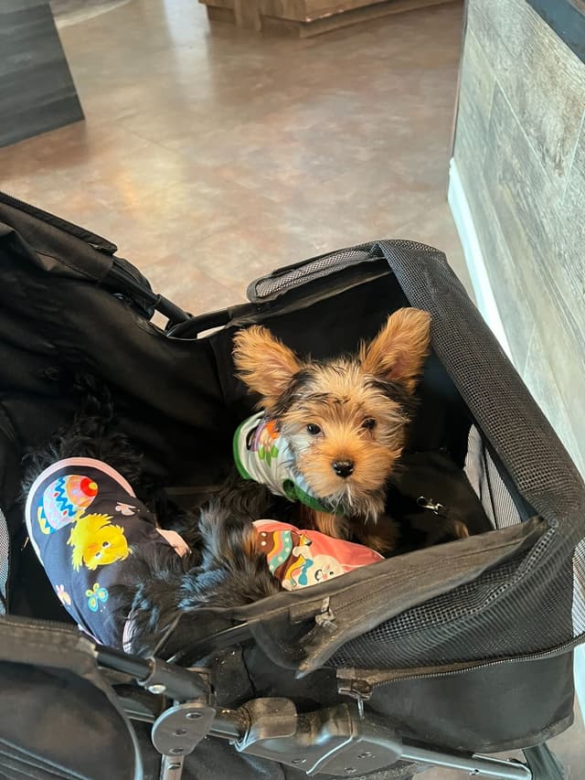 Yorkshire Terrier Puppies media 15