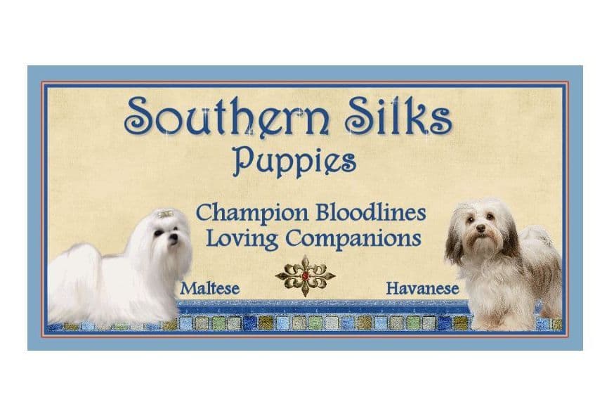 Maltese Puppies breeder image 1