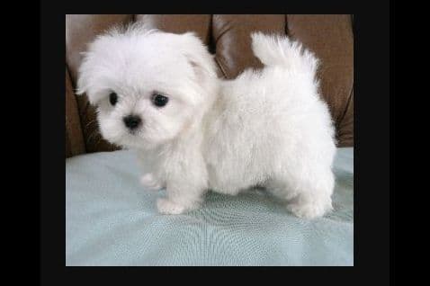 Maltese Puppies breeder image 14