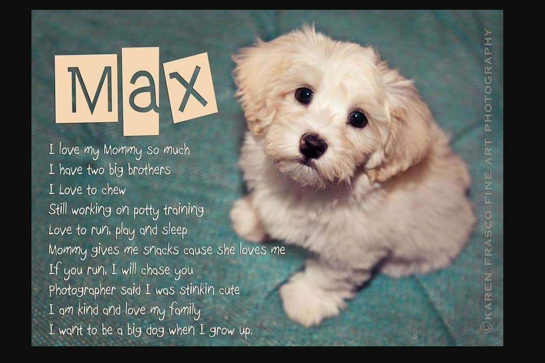 Maltese Puppies breeder image 13