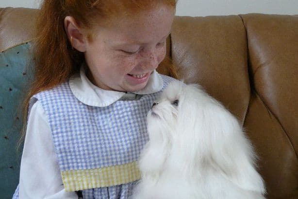 Maltese Puppies breeder image 10
