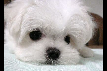Maltese Puppies breeder image 7