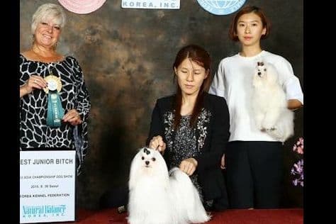 Maltese Puppies breeder image 6
