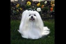 Maltese Puppies breeder image 5