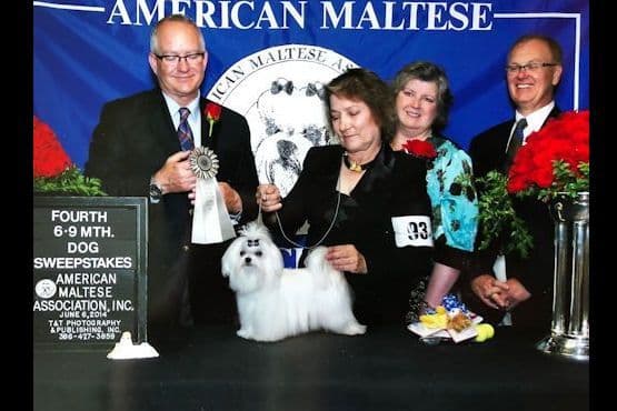 Maltese Puppies breeder image 4