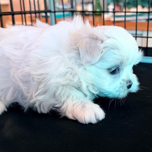 Maltese Puppies media 2