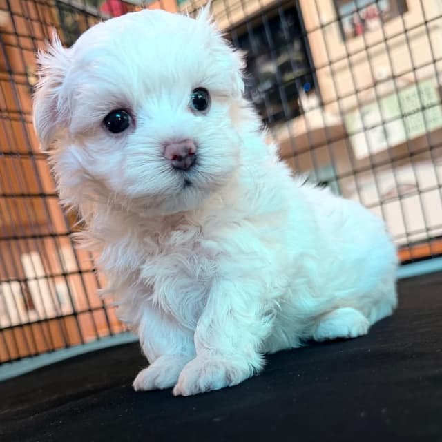 Maltese Puppies media 3