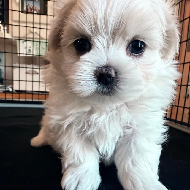 Maltese Puppies media 4