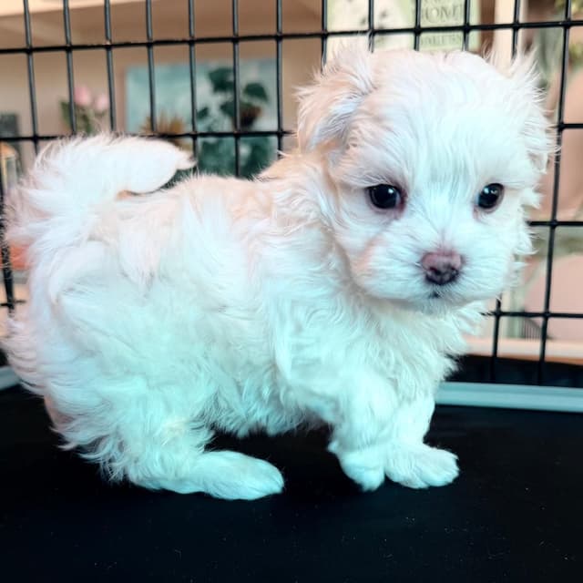 Maltese Puppies media 5
