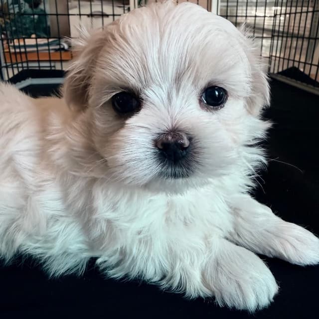 Maltese Puppies media 6