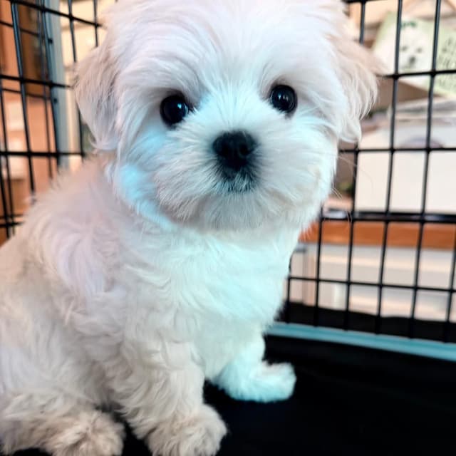 Maltese Puppies media 7