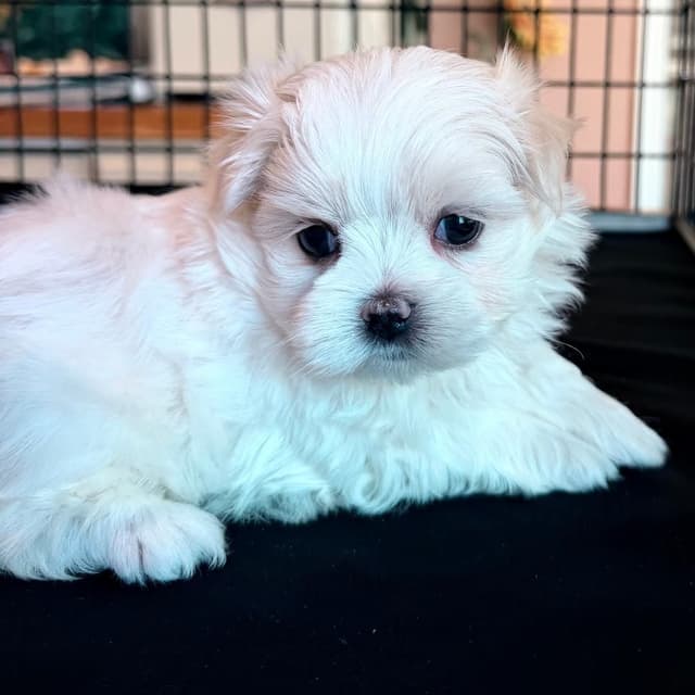 Maltese Puppies media 8
