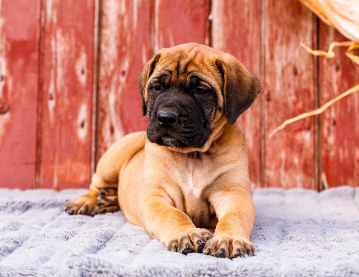 English Mastiff Puppies breeder image 3