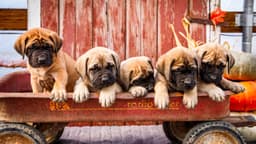 P & H Kennels