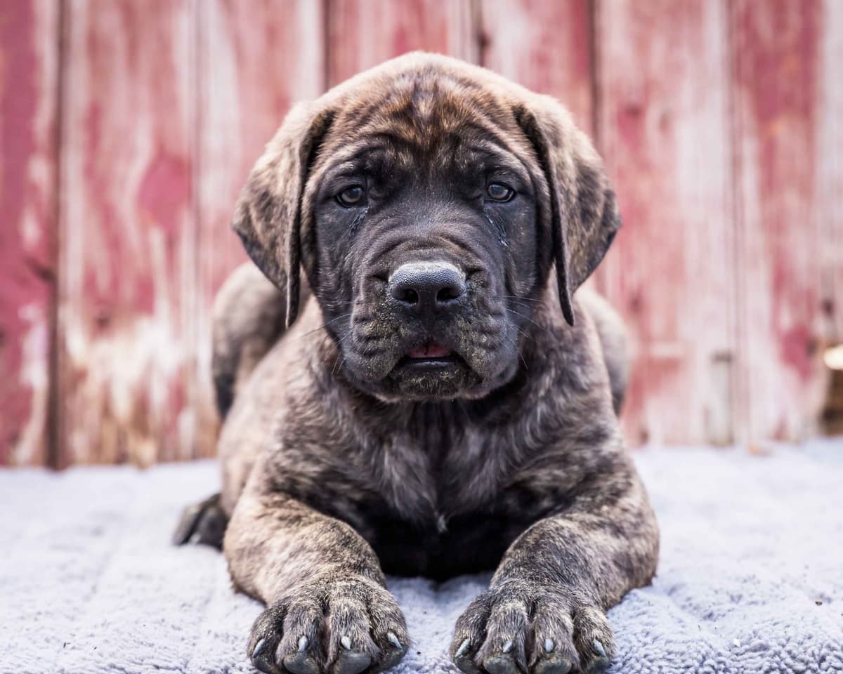 English Mastiff Puppies breeder image 4